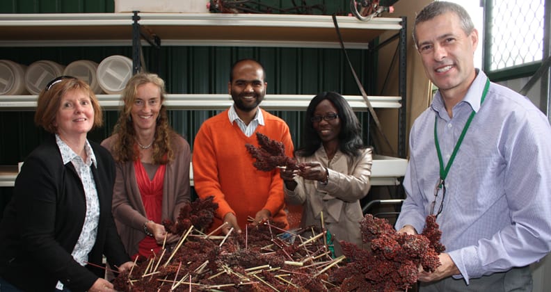 Image for Climate-adaptable grain could be key to human health