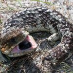 Exploring the secret life of Perth reptiles
