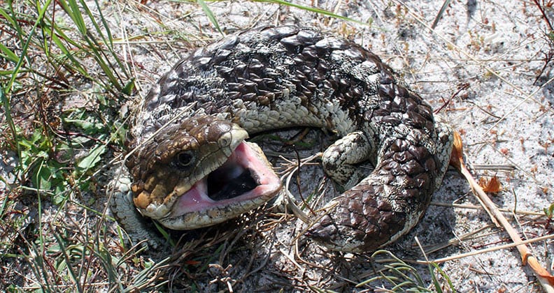Image for Exploring the secret life of Perth reptiles
