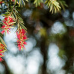 Curtin research secures funding in latest ARC Linkage Program