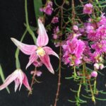 A ‘blooming’ good bush walk leads to new orchid species discovery