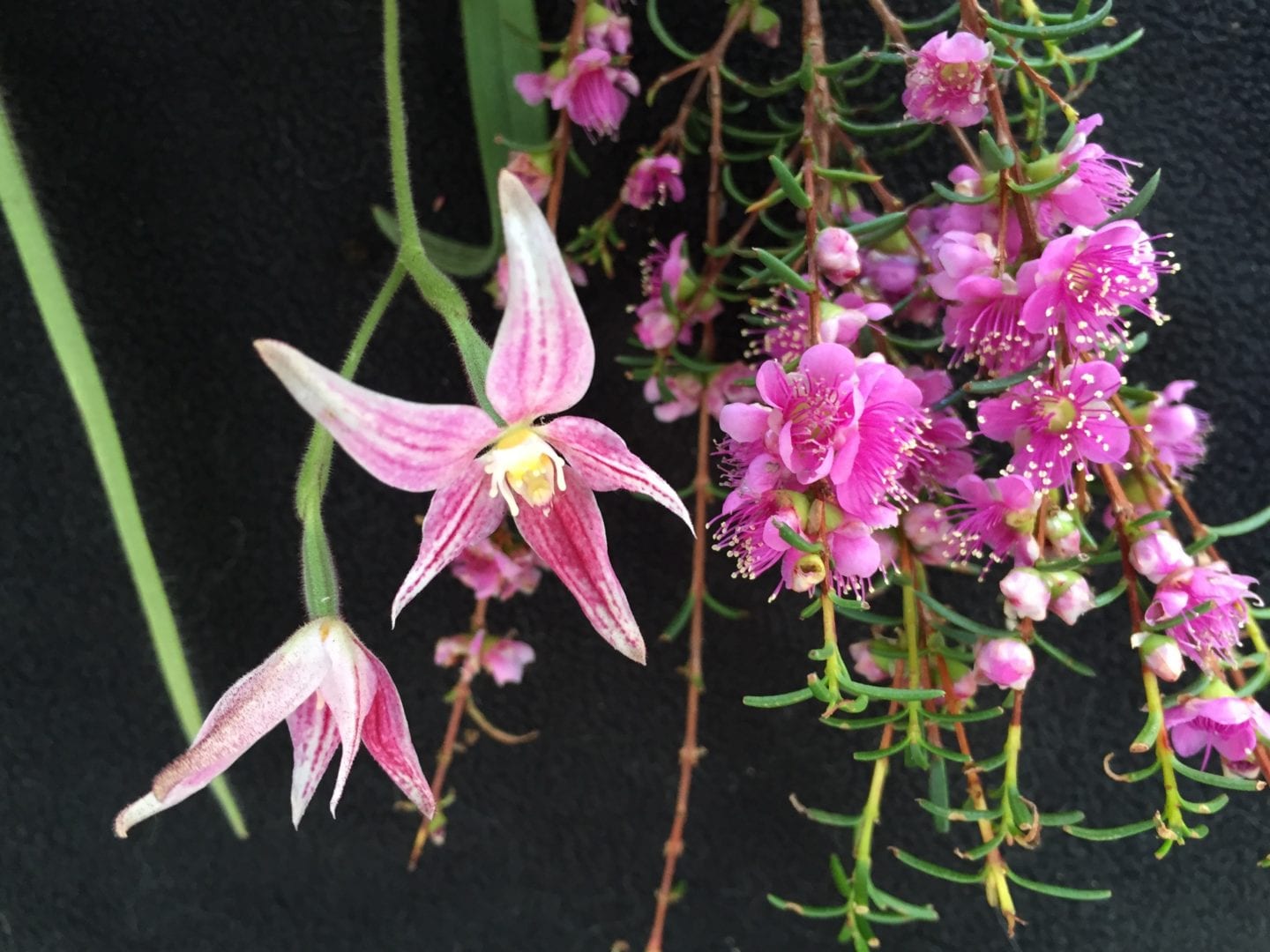 Image for A ‘blooming’ good bush walk leads to new orchid species discovery