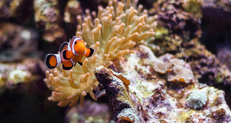 Image for Keep your friends close and your anemones closer