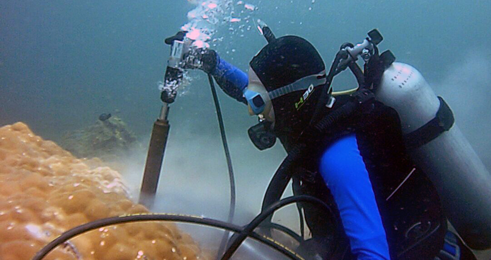Image for Coral reefs ‘weathering’ the pressure of globalisation