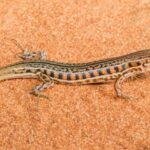 Double take: New study analyses global, multiple-tailed lizards