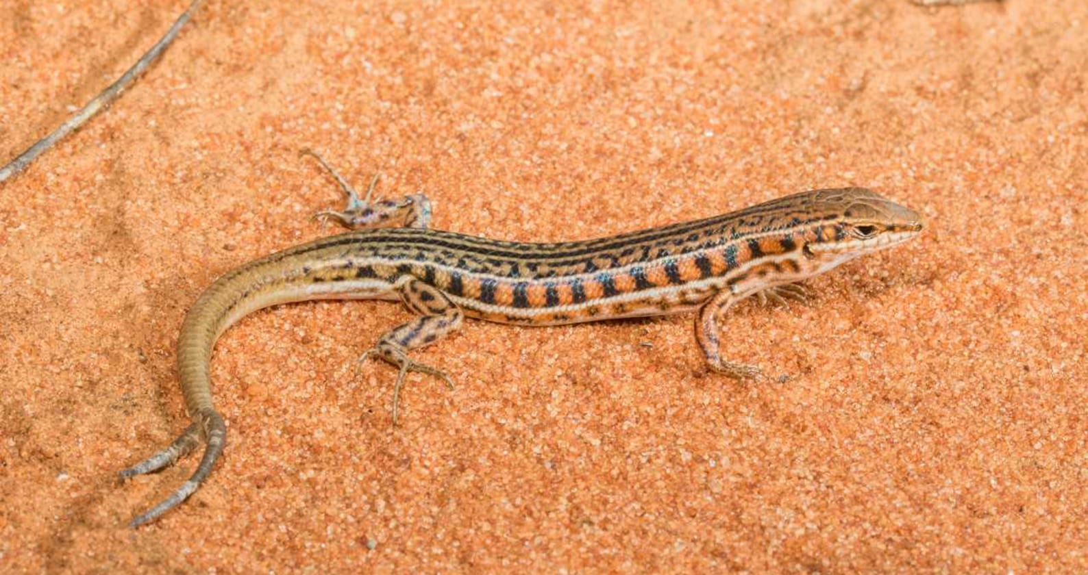 Image for Double take: New study analyses global, multiple-tailed lizards