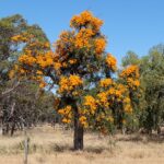 O Christmas Tree: DNA shows WA’s largest parasitic plant adapts to climate