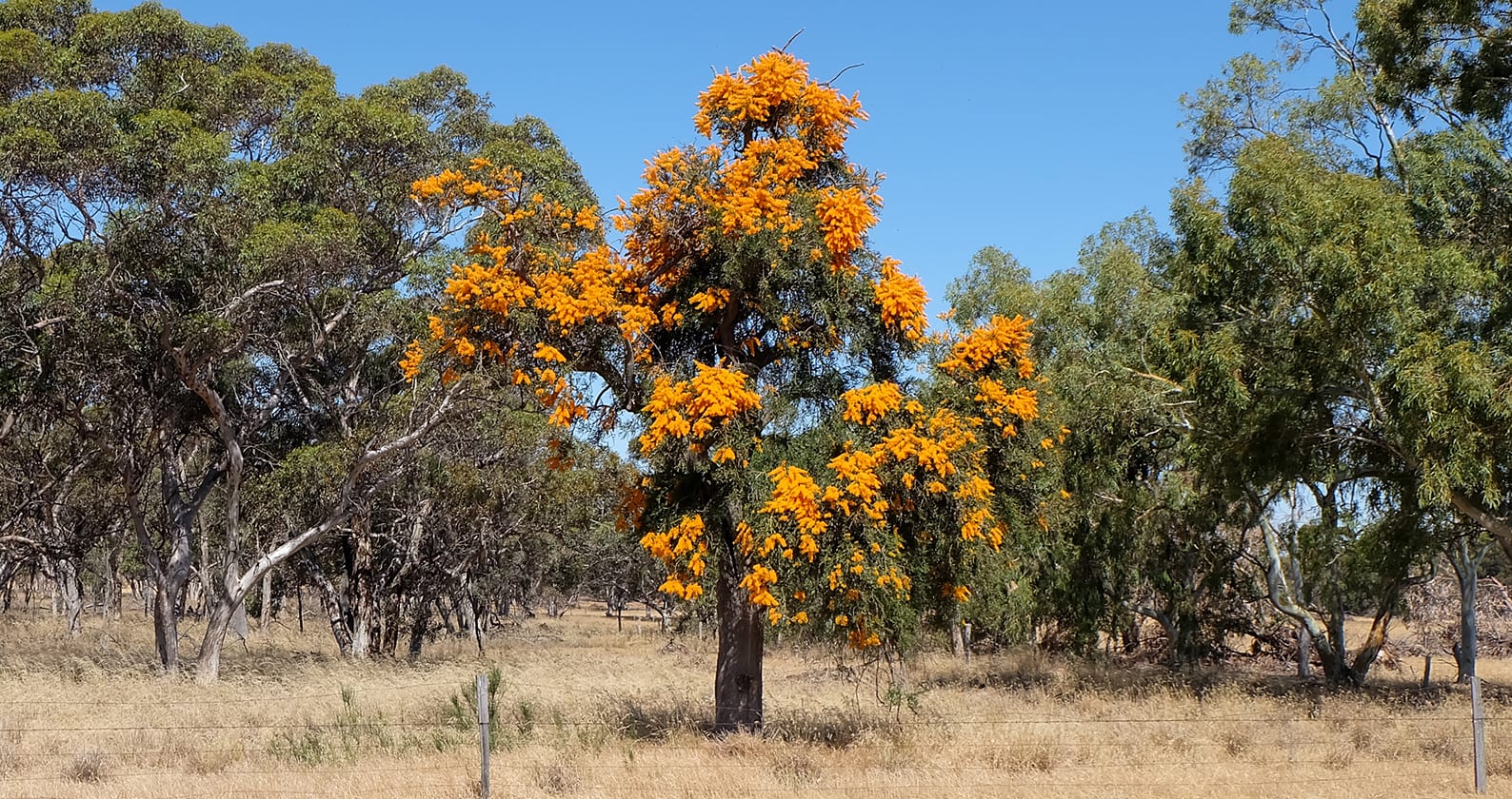 Image for O Christmas Tree: DNA shows WA’s largest parasitic plant adapts to climate