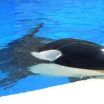 Tests reveal rescued killer whale has hearing loss