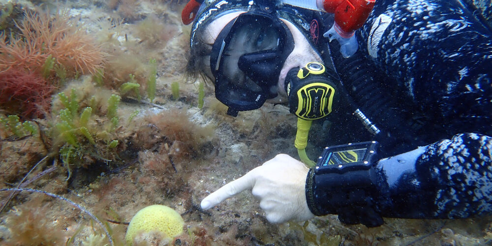 Image for New Curtin research resurrects ‘lost’ coral species