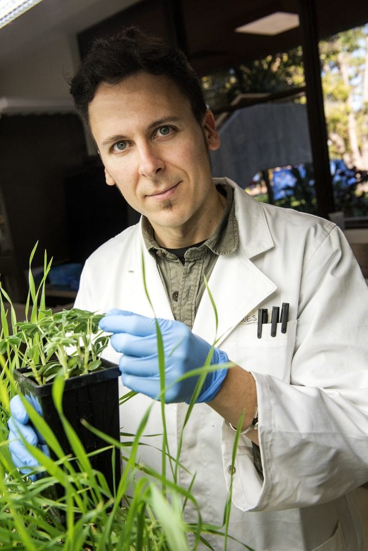 Image for Cancer technology could help cure crop disease problems