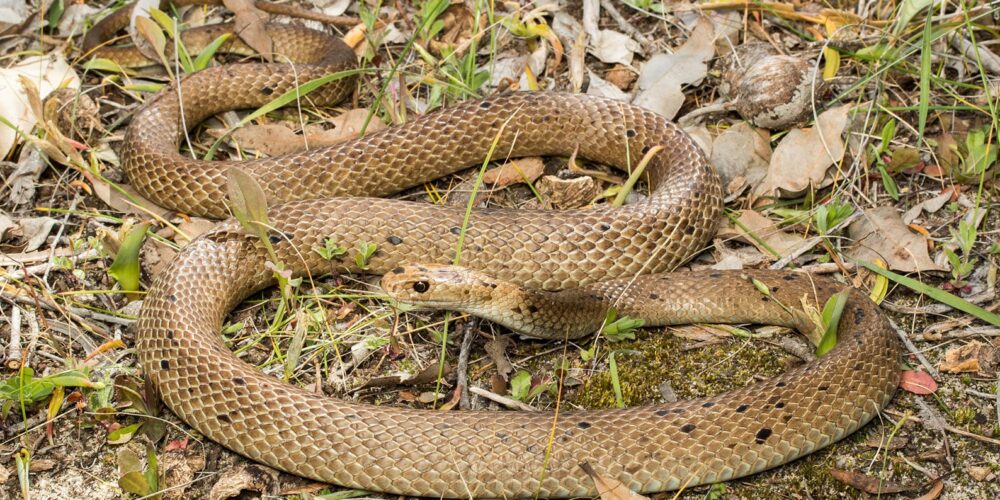 Study finds Perth’s urban reptiles are accumulating toxic levels of rat poison