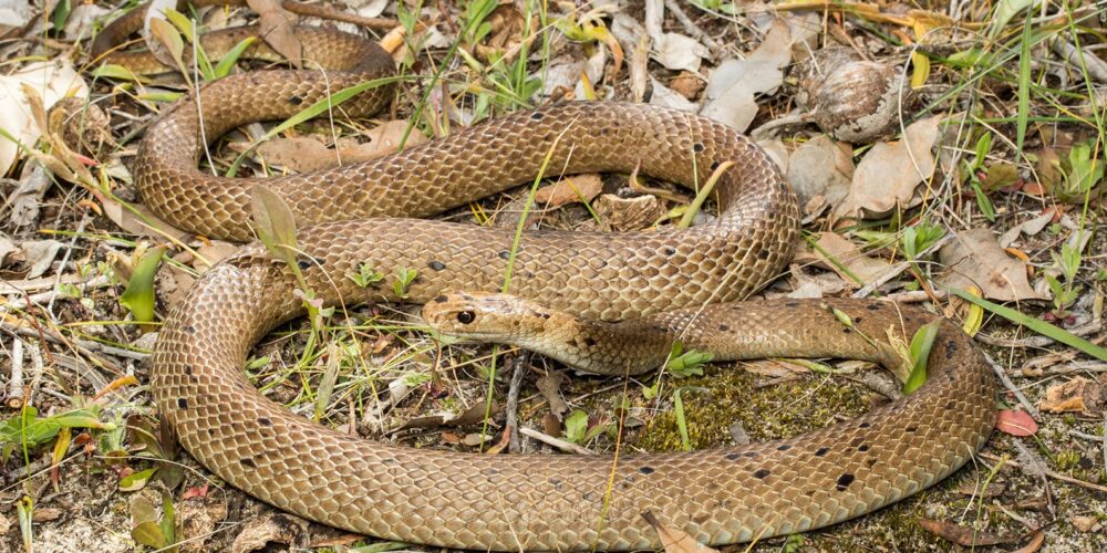 Image for Study finds Perth’s urban reptiles are accumulating toxic levels of rat poison