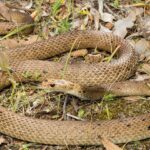 Study finds Perth’s urban reptiles are accumulating toxic levels of rat poison