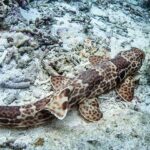 ‘Walking sharks’ strutted underwater first, new research finds