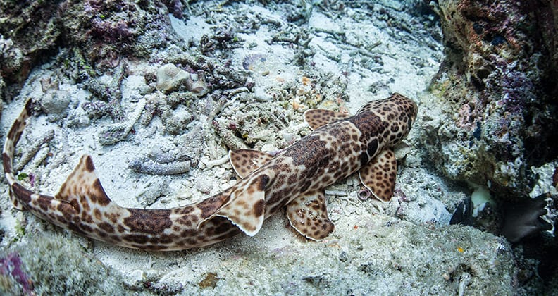 Image for ‘Walking sharks’ strutted underwater first, new research finds