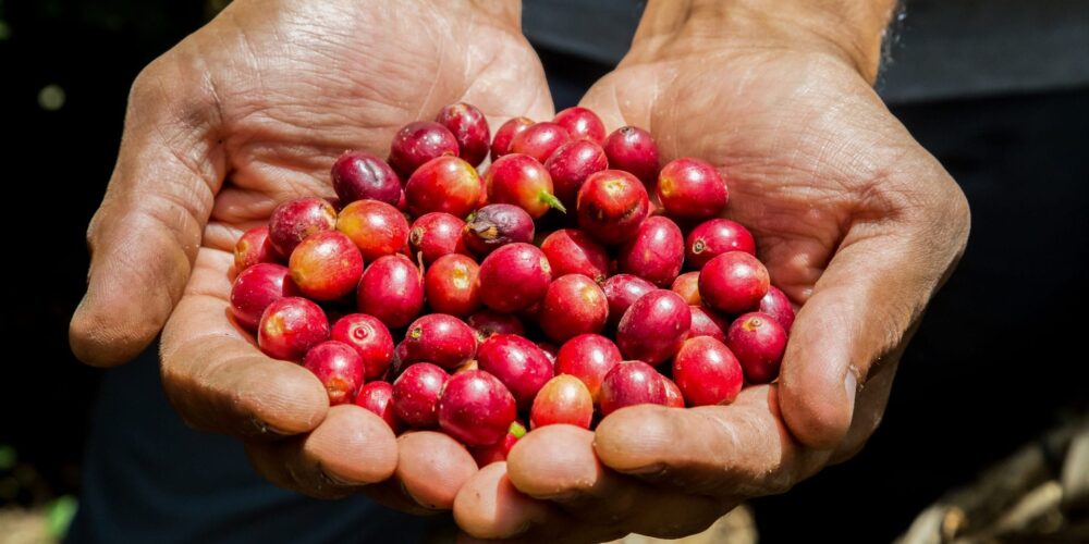 Reviving the coffee industry in Papua New Guinea