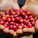Reviving the coffee industry in Papua New Guinea