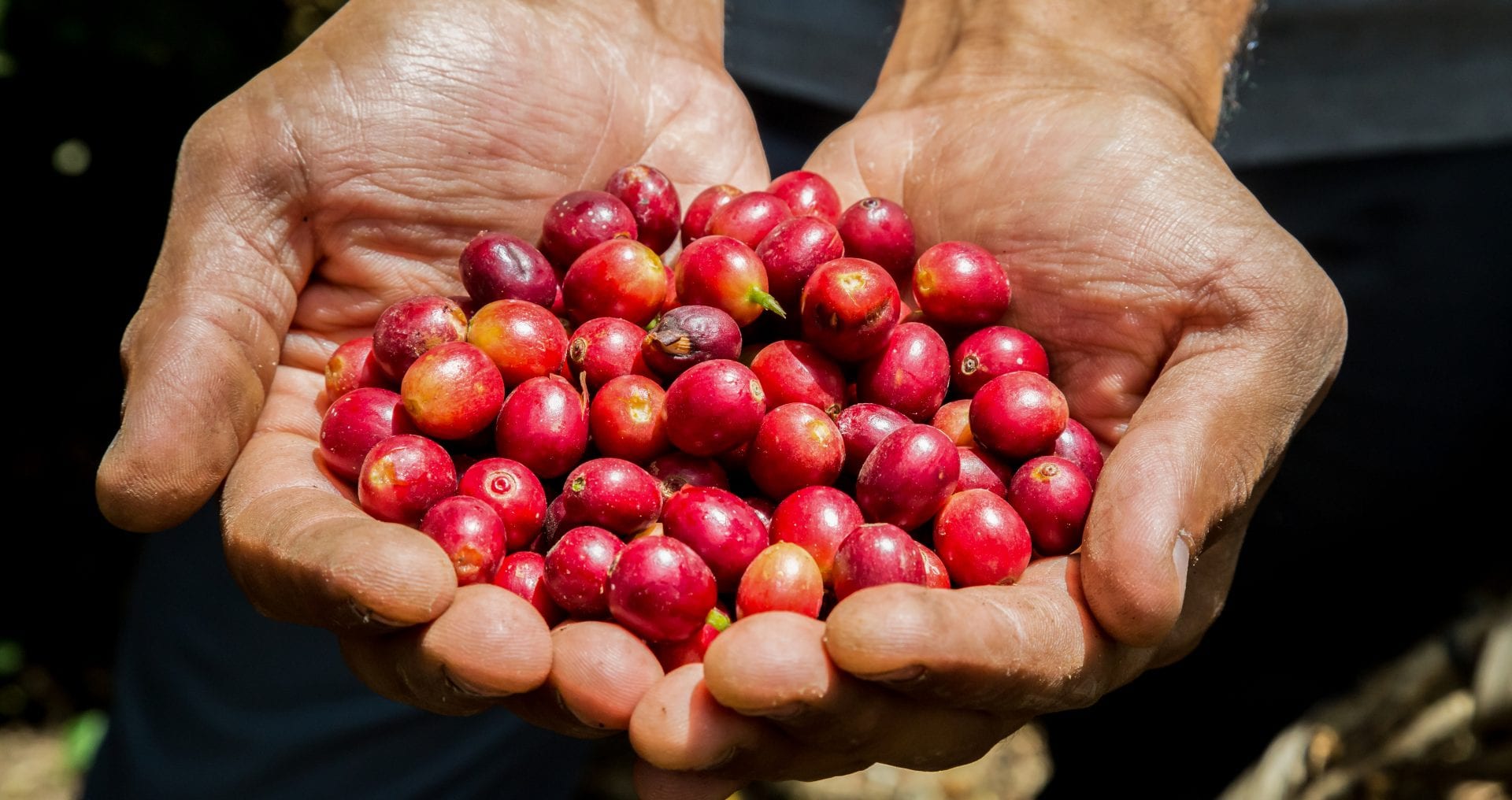 Image for Reviving the coffee industry in Papua New Guinea