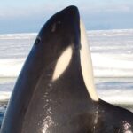 New research sheds light on the unique ‘call’ of Ross Sea killer whales