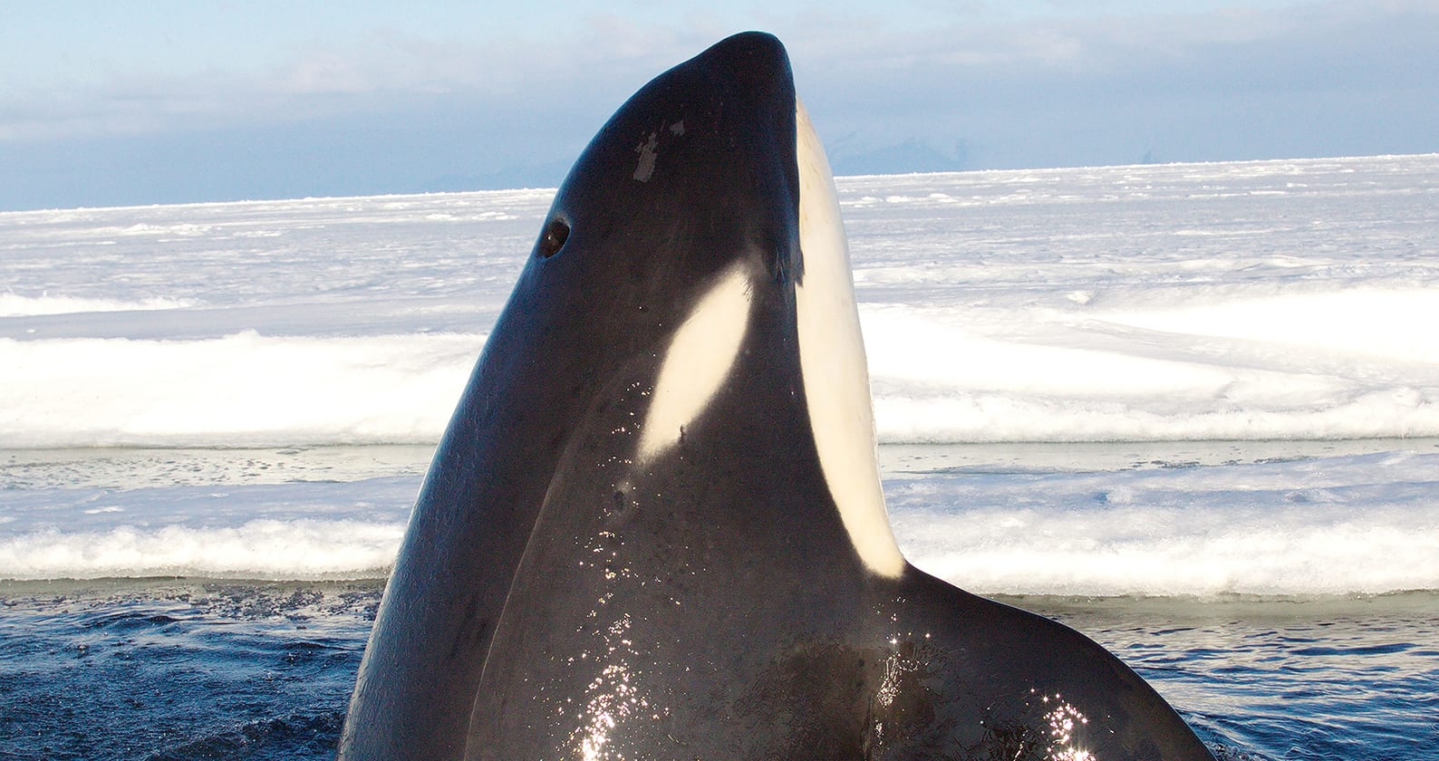 Image for New research sheds light on the unique ‘call’ of Ross Sea killer whales
