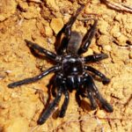 World’s ‘oldest’ spider discovered in Australian outback