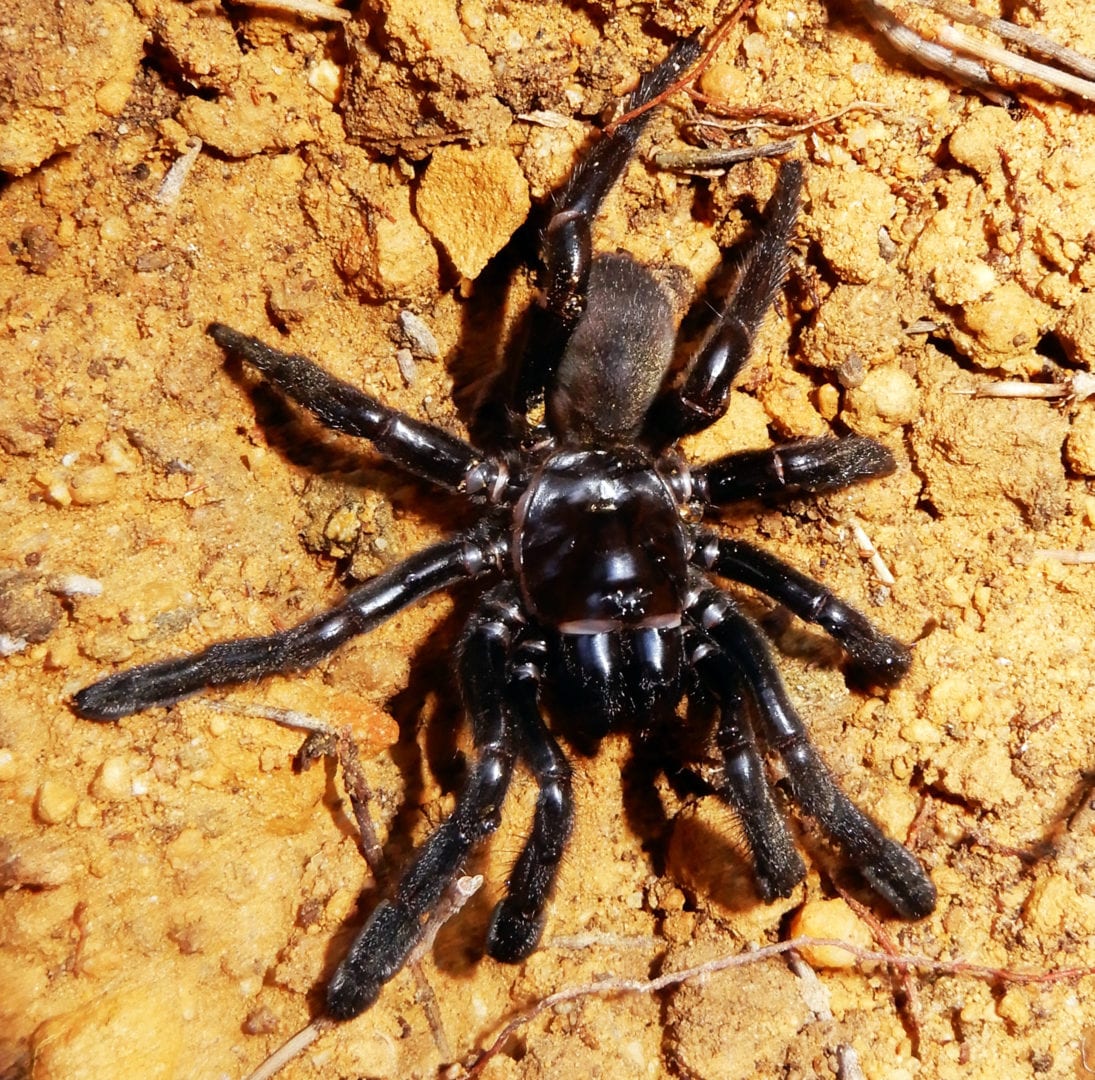 Image for World’s ‘oldest’ spider discovered in Australian outback