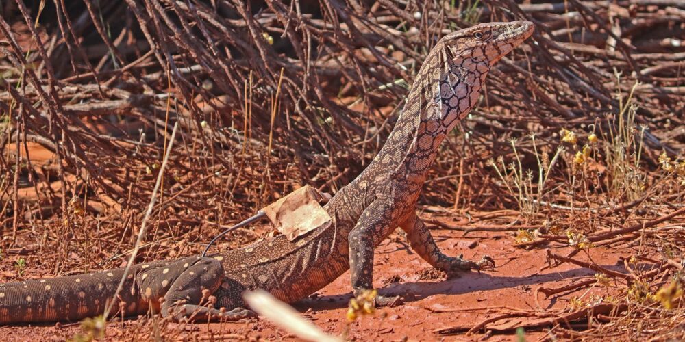 Image for Curtin researchers track lizard to assess mine site restoration effectiveness