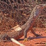 Curtin researchers track lizard to assess mine site restoration effectiveness