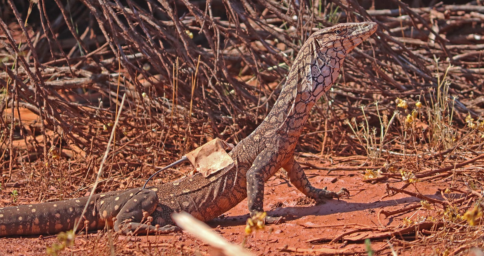 Image for Curtin researchers track lizard to assess mine site restoration effectiveness