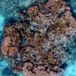 Old photos provide new snapshot of coral reef health