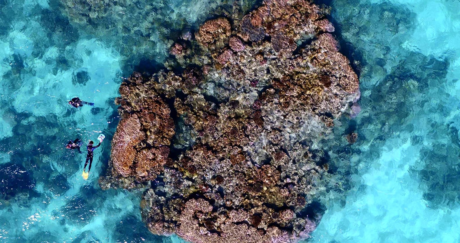Image for Old photos provide new snapshot of coral reef health
