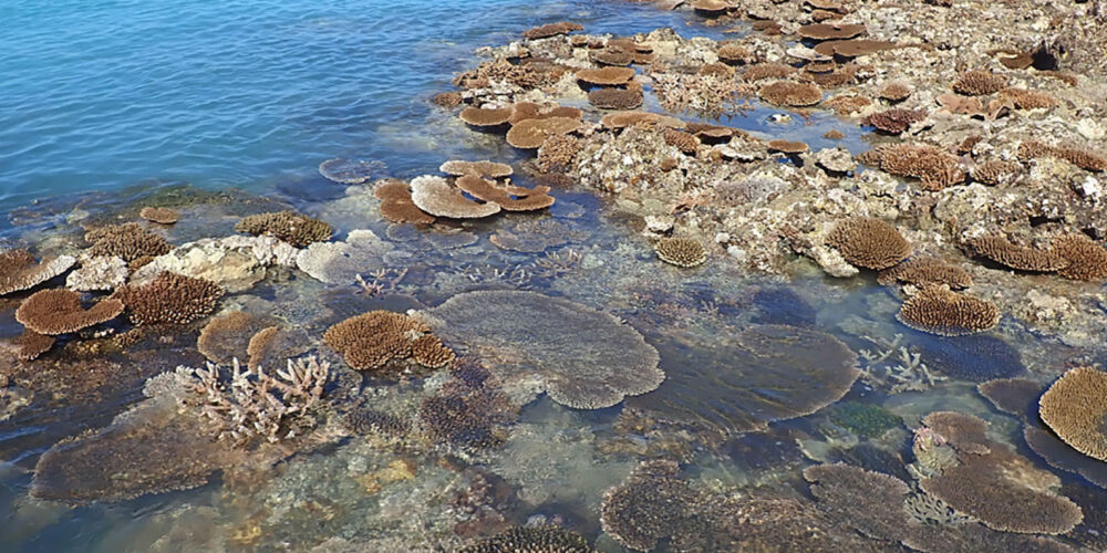 Image for Tropical coral species at extreme risk from climate change, new study finds