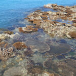Tropical coral species at extreme risk from climate change, new study finds