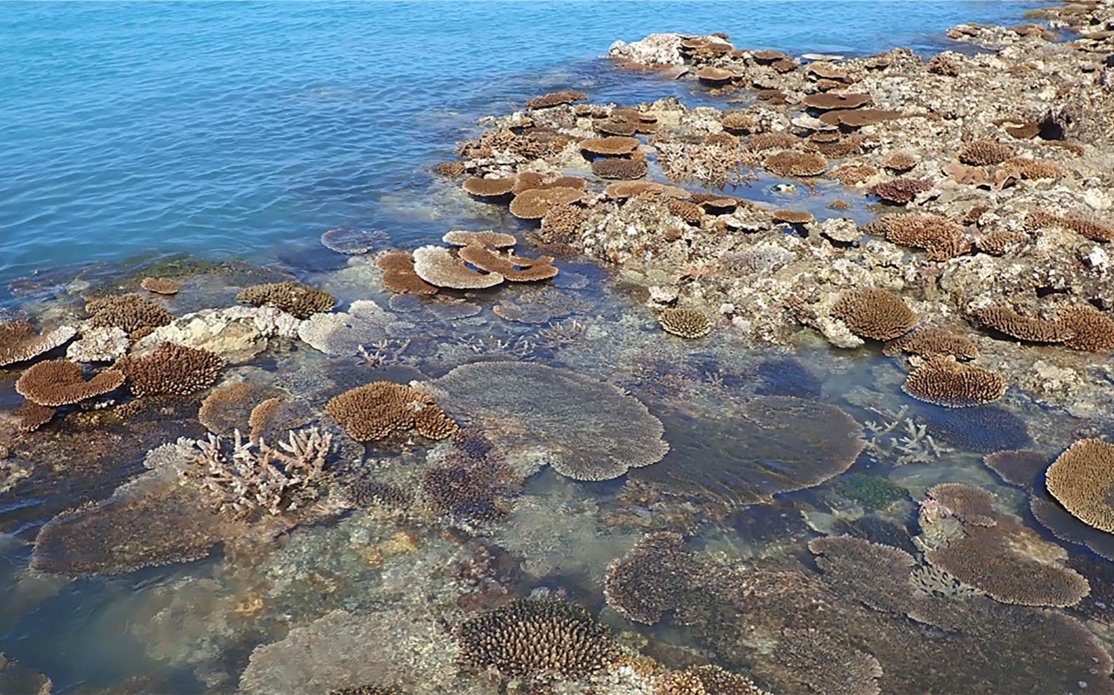 Image for Tropical coral species at extreme risk from climate change, new study finds