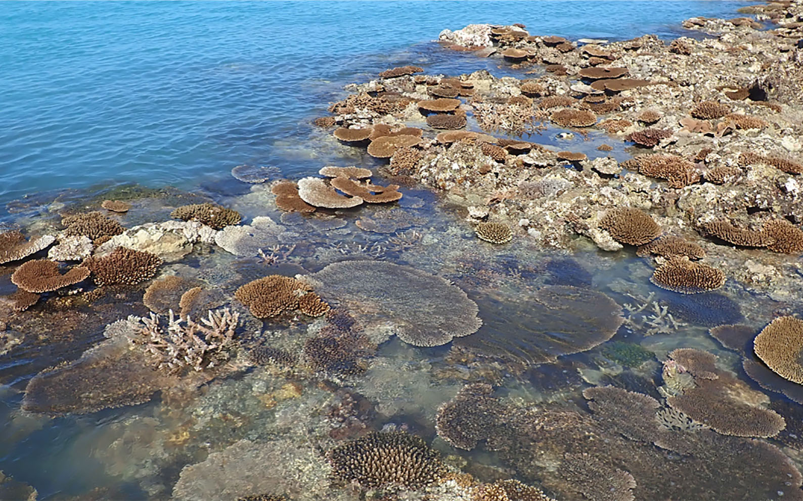 Image for Tropical coral species at extreme risk from climate change, new study finds