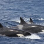 Bremer Sub-Basin a killer whale feeding range