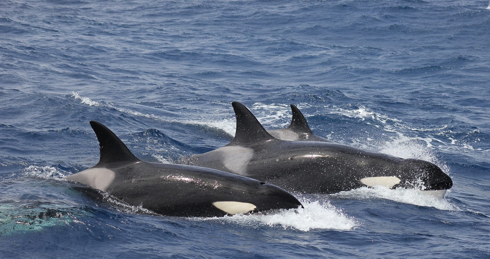 Image for Bremer Sub-Basin a killer whale feeding range
