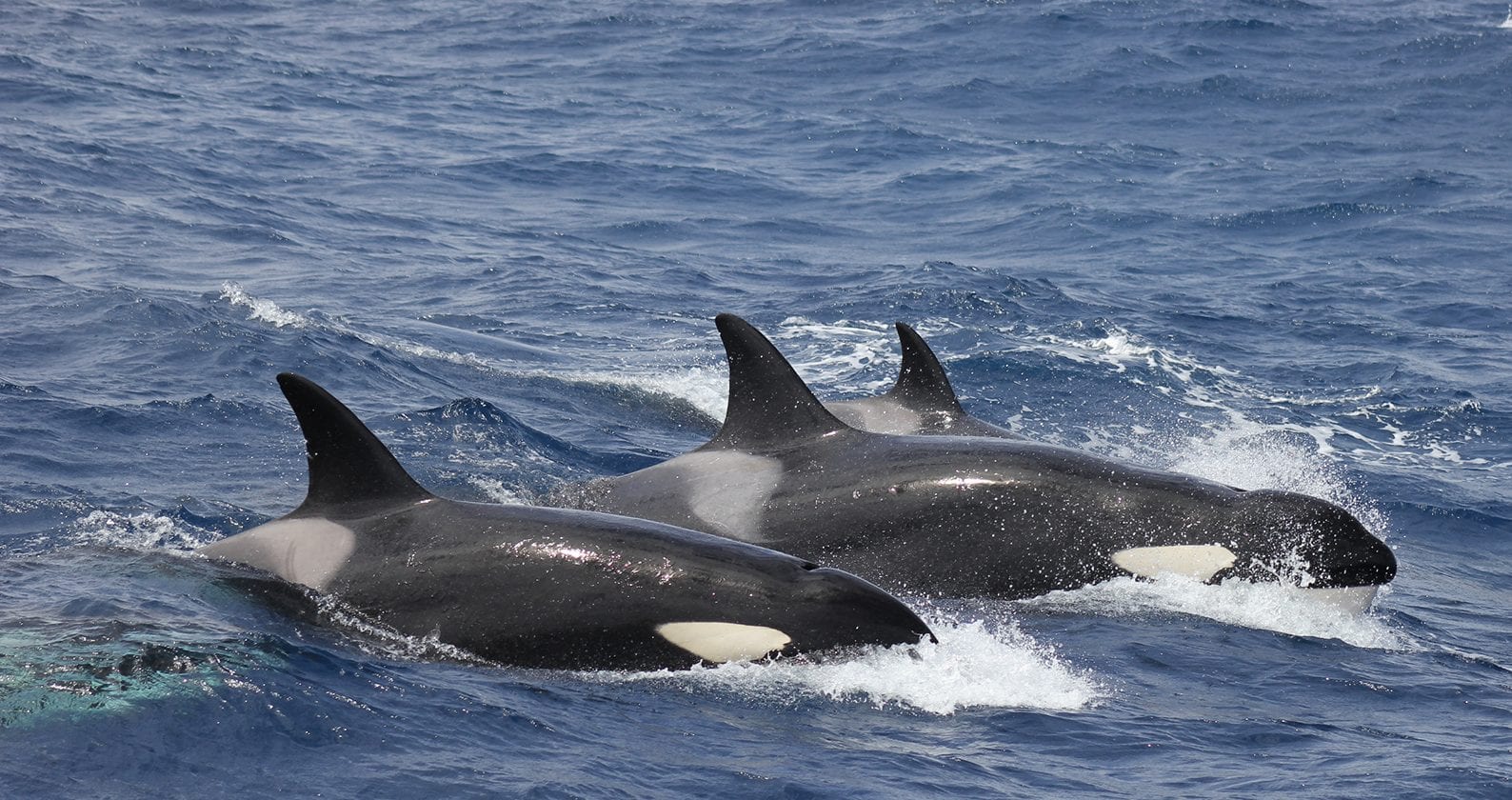 Image for Bremer Sub-Basin a killer whale feeding range