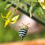 Researchers must ‘bee’ sweep netting to learn more about native bees