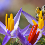 Curtin research finds introduced honeybee may pose threat to native bees
