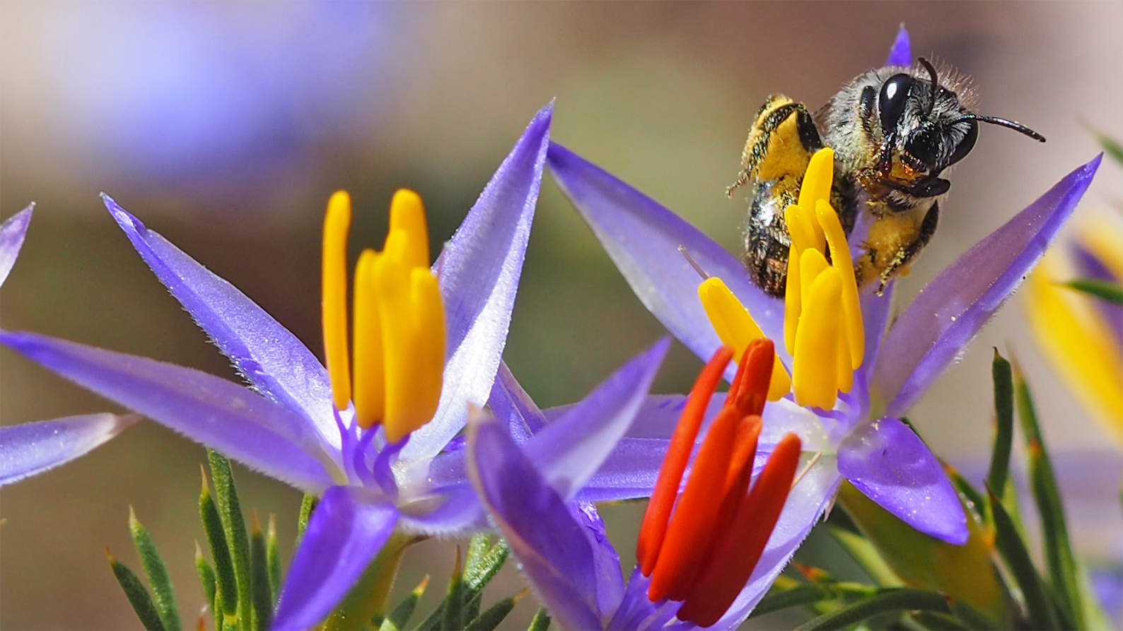 Image for Curtin research finds introduced honeybee may pose threat to native bees