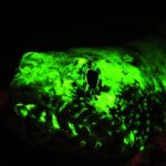 Now you see us: how casting an eerie glow on fish can help count and conserve them