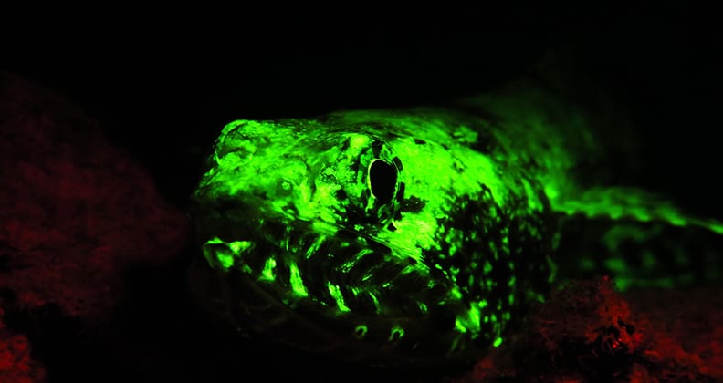 Image for Now you see us: how casting an eerie glow on fish can help count and conserve them