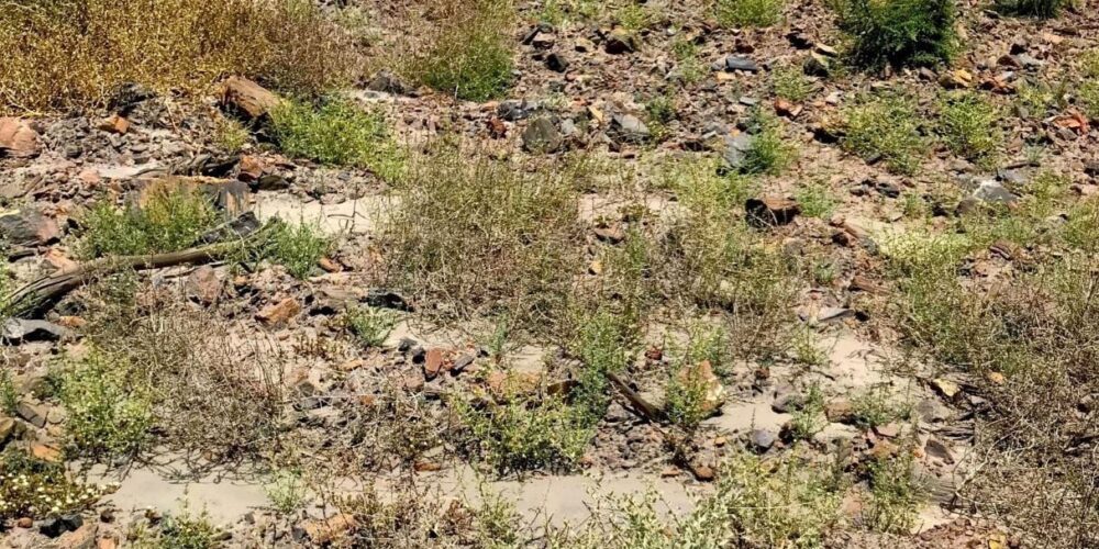 Curtin research finds native flora able to survive mine site rehabilitation