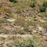 Curtin research finds native flora able to survive mine site rehabilitation