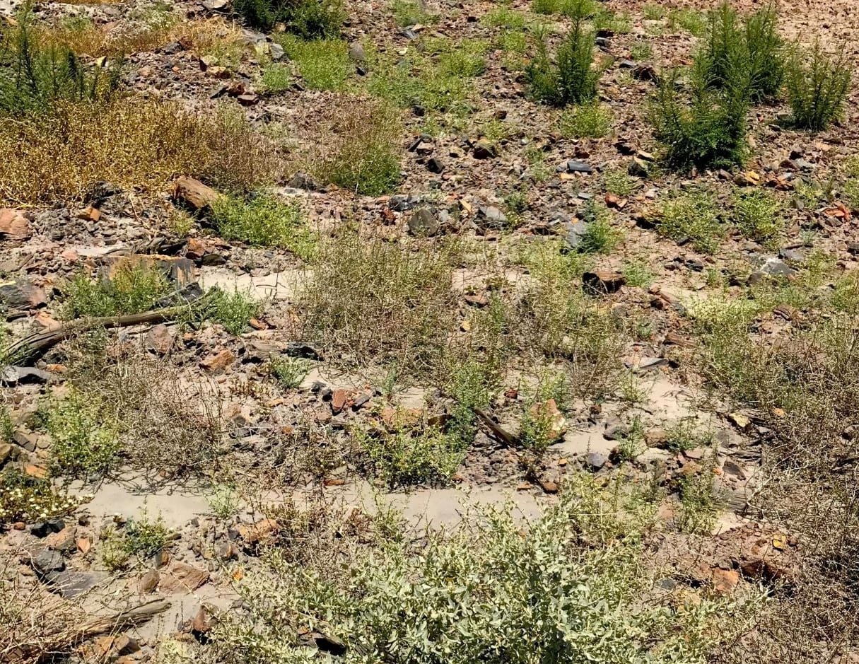 Image for Curtin research finds native flora able to survive mine site rehabilitation
