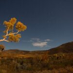 From tailings to trees, mine site restoration needs more time