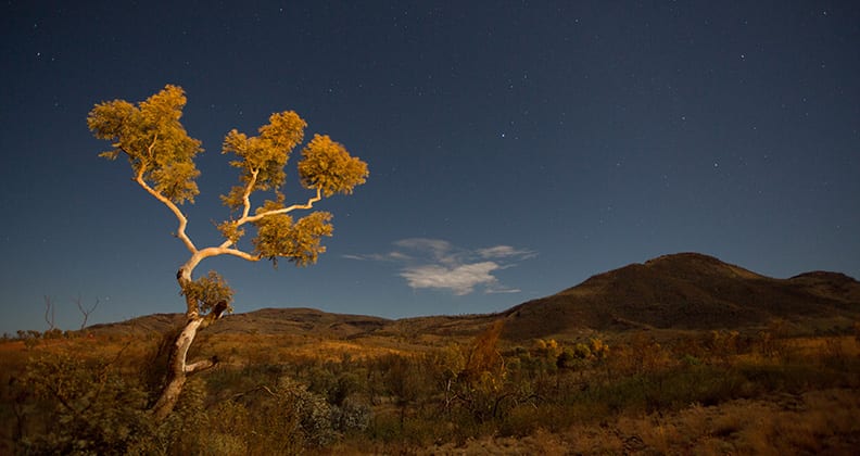 Image for From tailings to trees, mine site restoration needs more time