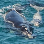 Southern right whale numbers on the rise in the Great Australian Bight